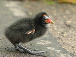 FZ029727 Moorhen chick (Gallinula chloropus).jpg